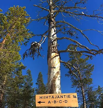 Haukka*